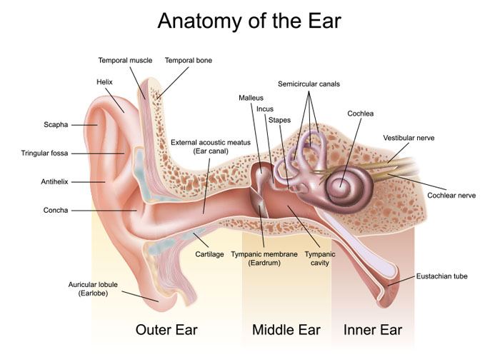 anatomy-ear